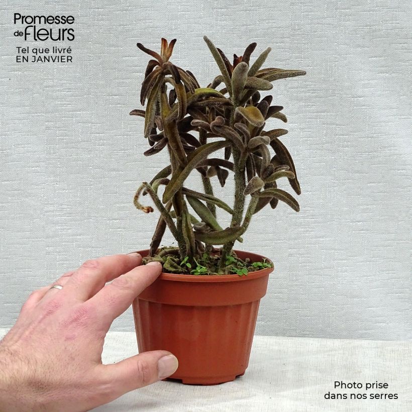 Spécimen de Kalanchoe tomentosa Pot de 12 cm / 13 cm tel que livré en hiver