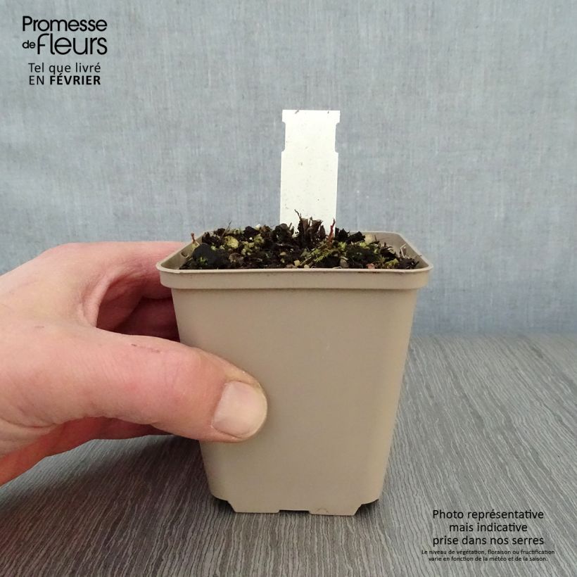 Spécimen de Kalimeris incisa Blue Star Godet de 8/9 cm tel que livré en hiver