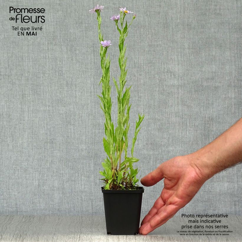 Amostra de Kalimeris incisa Blue Star Vaso de 8/9 cm tal como entregue na primavera