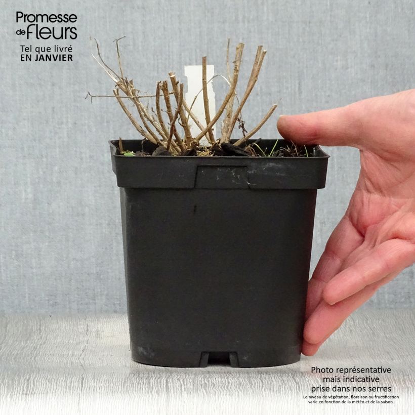 Spécimen de Kalimeris incisa Blue Star Pot de 2L/3L tel que livré en hiver