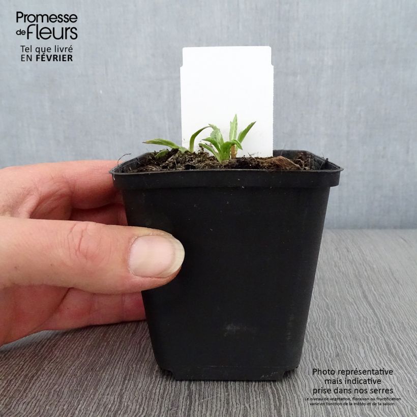 Spécimen de Kalimeris incisa Charlotte Godet de 8/9 cm tel que livré en hiver