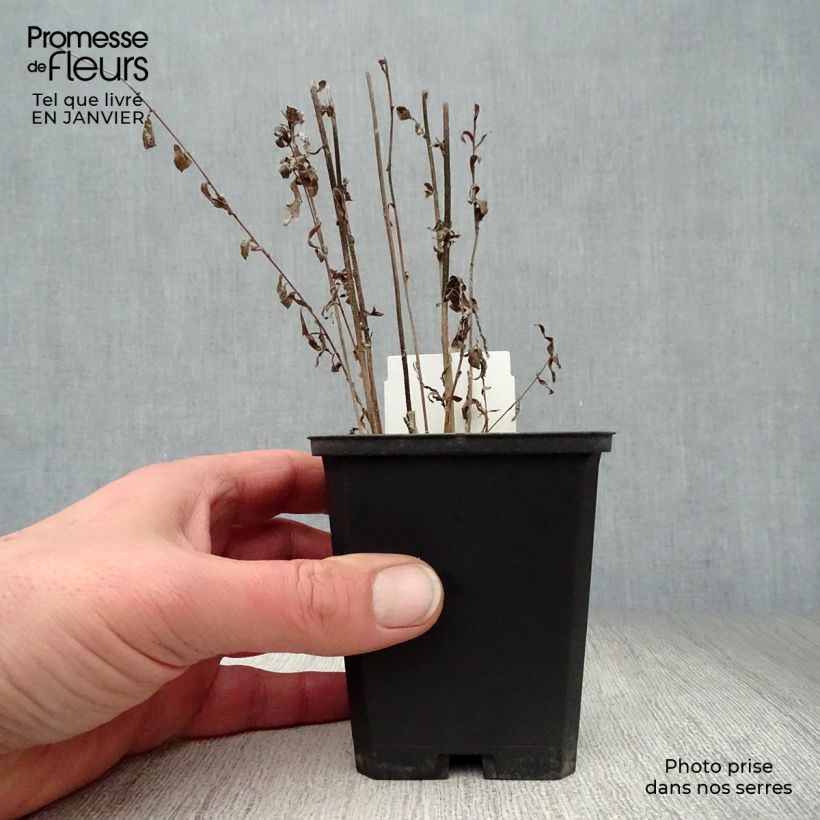 Spécimen de Kalimeris incisa Godet de 8/9 cm tel que livré en hiver