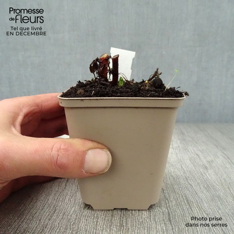 Spécimen de Kalimeris incisa Madiva Godet de 8/9 cm tel que livré en hiver