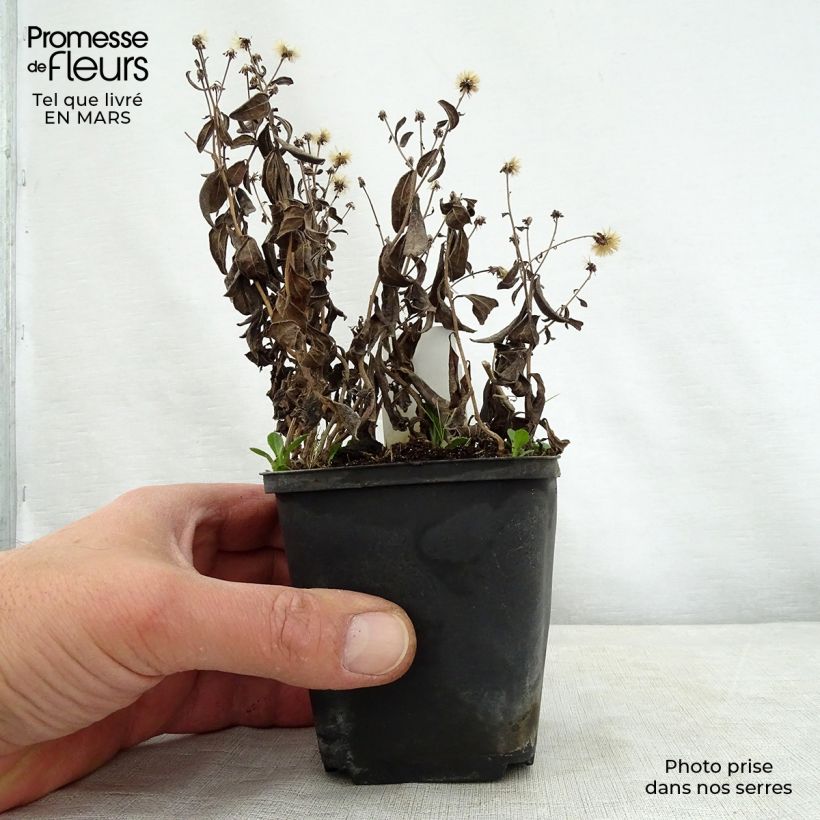 Amostra de Kalimeris incisa Nana Blue Vaso de 8/9 cm tal como entregue na primavera