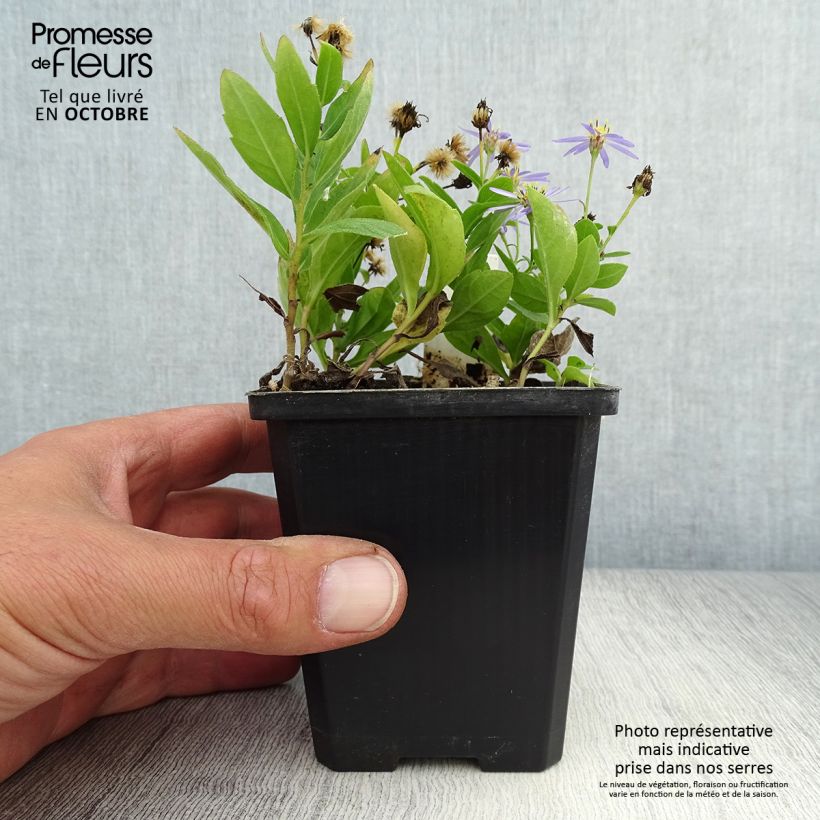 Spécimen de Kalimeris incisa Nana Blue Godet de 8/9 cm tel que livré en automne