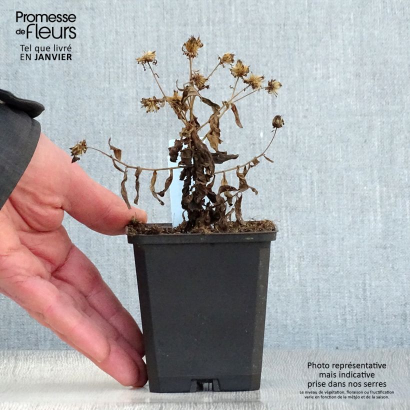 Spécimen de Kalimeris incisa Nana Blue Godet de 8/9 cm tel que livré en hiver