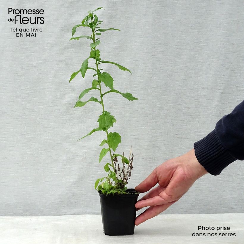 Spécimen de Kalimeris mongolica Antonia - Aster de Mongolie Godet de 8/9 cm tel que livré au printemps