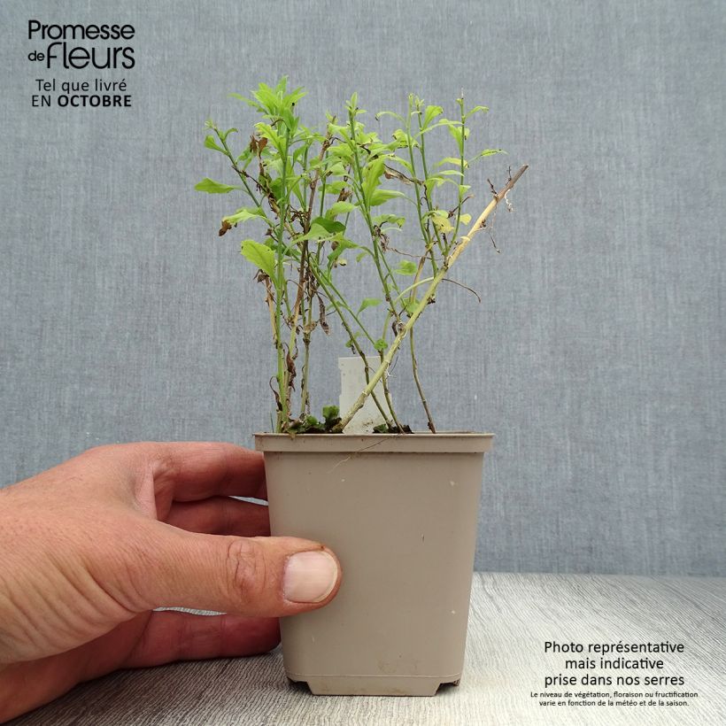 Spécimen de Kalimeris pinnatifida var. hortensis Godet de 8/9 cm tel que livré en automne
