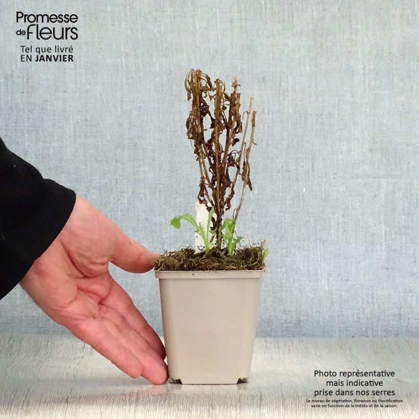 Spécimen de Kalimeris pinnatifida var. hortensis Godet de 8/9 cm tel que livré en hiver