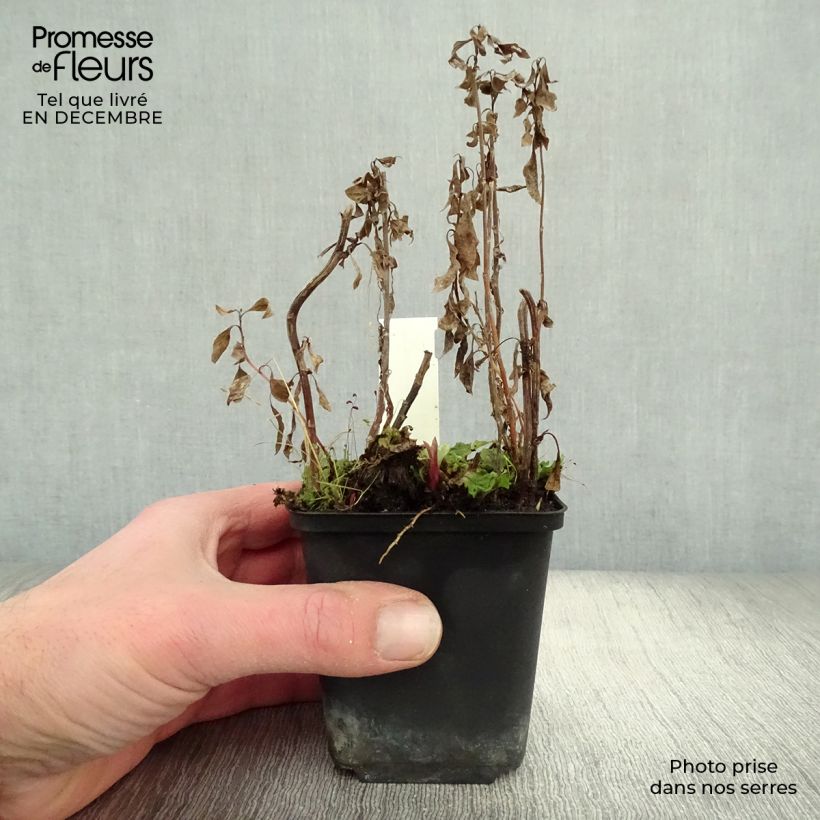 Spécimen de Kalimeris yomena Shogun Godet de 8/9 cm tel que livré en hiver