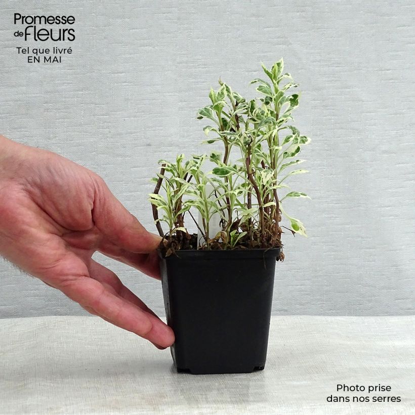 Spécimen de Kalimeris yomena Shogun Godet de 8/9 cm tel que livré au printemps