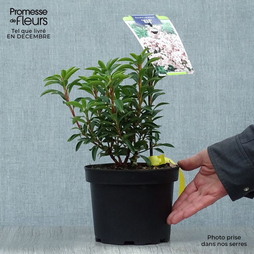 Spécimen de Kalmia latifolia Elf - Laurier des montagnes Pot de 3L/4L tel que livré en hiver