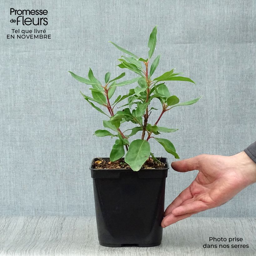 Spécimen de Kalmia latifolia Ewa - Laurier des montagnes rose pâle veiné de pourpre Pot de 3L/4L tel que livré en automne