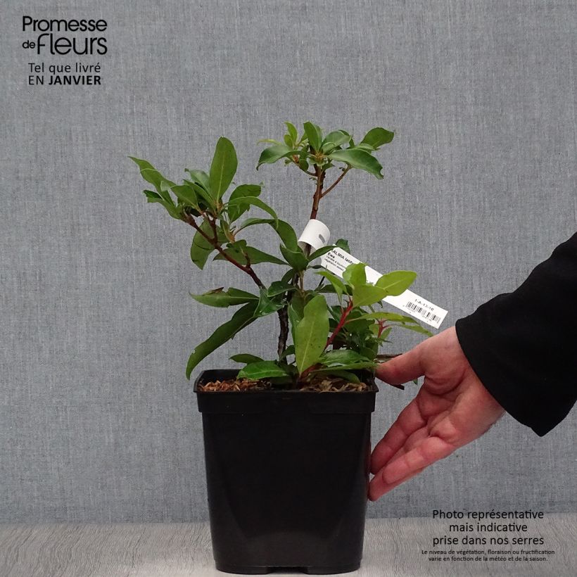 Spécimen de Kalmia latifolia Ewa - Laurier des montagnes rose pâle veiné de pourpre Pot de 3L/4L tel que livré en hiver