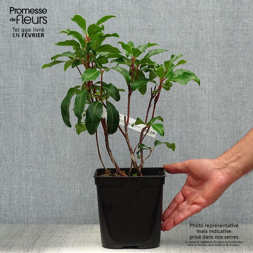 Spécimen de Kalmia latifolia Keepsake - Laurier des montagnes rouge et blanc Pot de 2L/3L tel que livré en automne