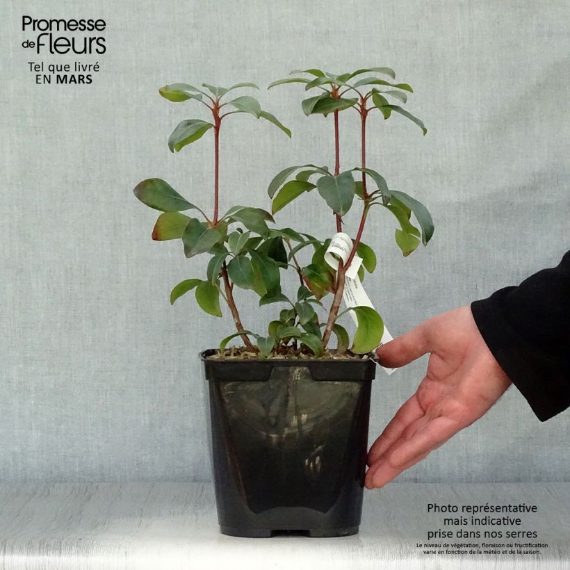 Spécimen de Kalmia latifolia Keepsake - Laurier des montagnes rouge et blanc Pot de 2L/3L tel que livré au printemps