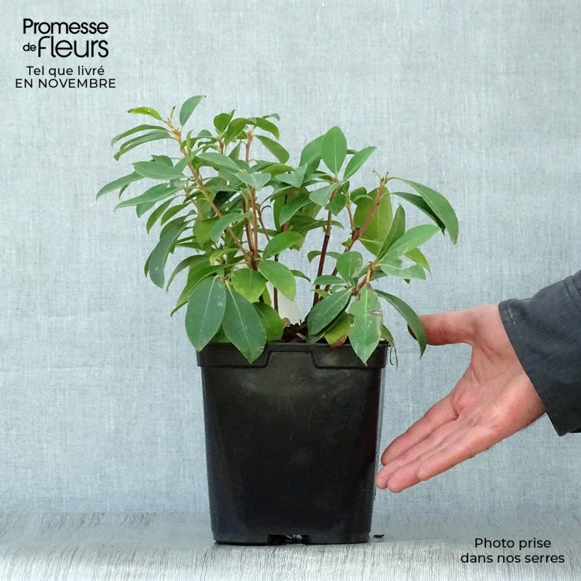 Spécimen de Kalmia latifolia Latchmin - Laurier des montagnes Pot de 4L/5L tel que livré en automne