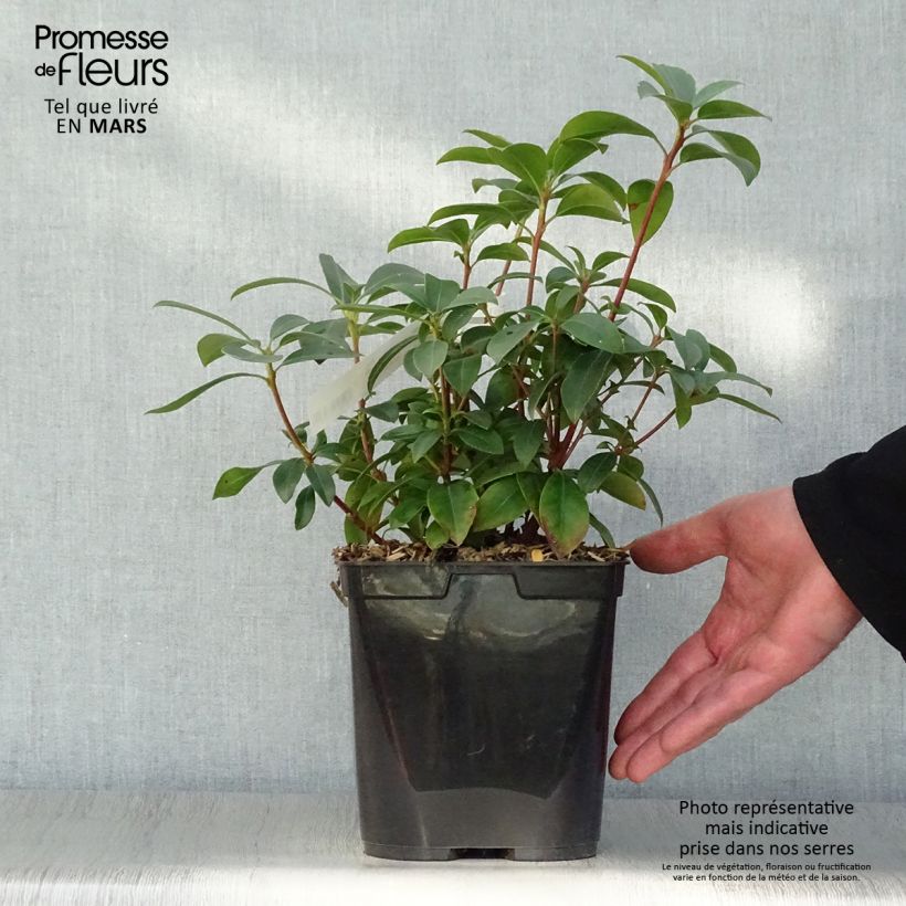 Spécimen de Kalmia latifolia Latchmin - Laurier des montagnes Pot de 4L/5L tel que livré au printemps