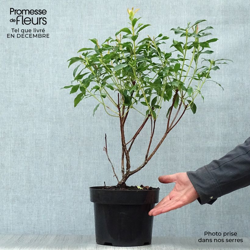Spécimen de Kalmia latifolia - Laurier des montagnes rose pâle Pot de 2L/3L tel que livré en hiver
