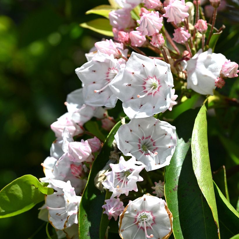 Kalmia latifolia - Laurier des montagnes rose pâle (Floraison)
