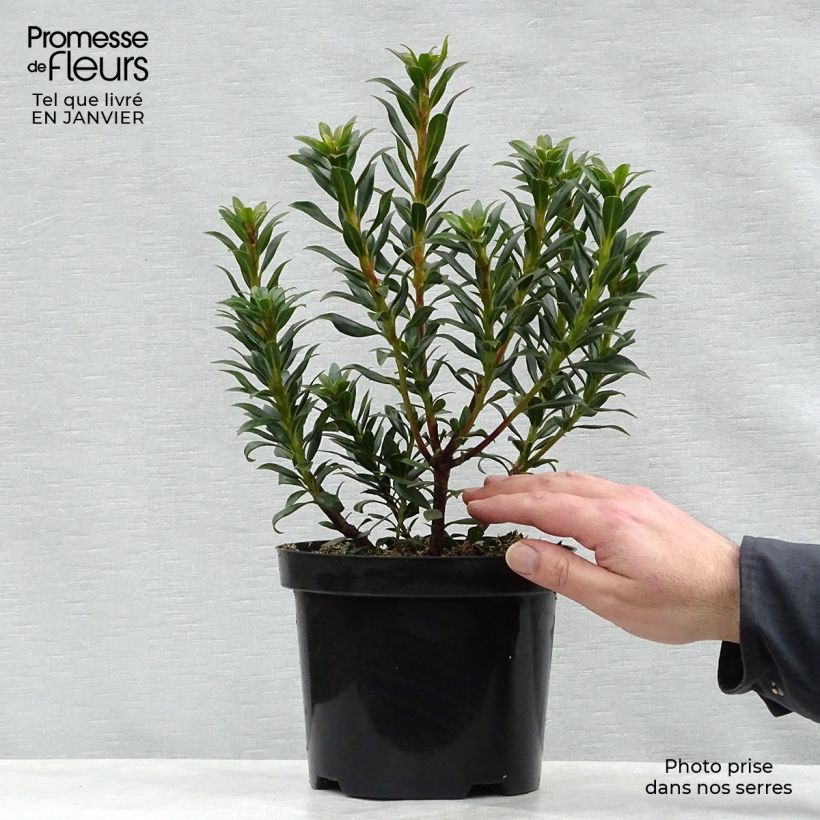 Spécimen de Kalmia latifolia Minuet - Laurier des montagnes Pot de 2L/3L tel que livré en hiver