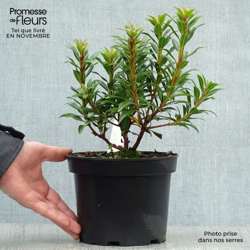 Spécimen de Kalmia latifolia Minuet - Laurier des montagnes Pot de 2L/3L tel que livré en automne