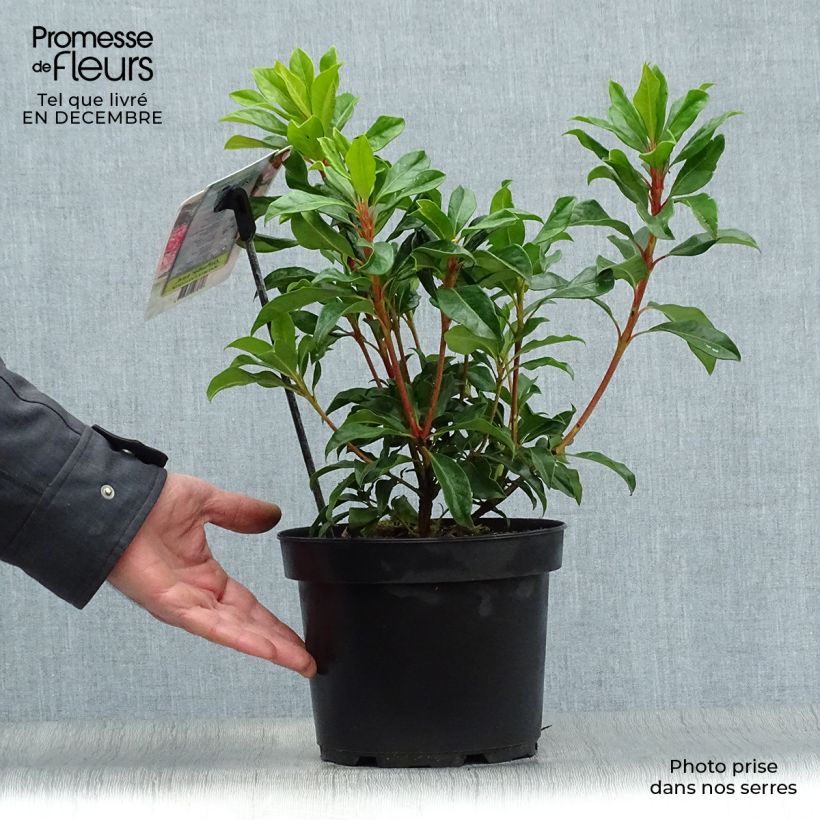 Spécimen de Kalmia latifolia Olympic Fire - Laurier des montagnes  rose vif et blanc Pot de 3L/4L tel que livré en hiver