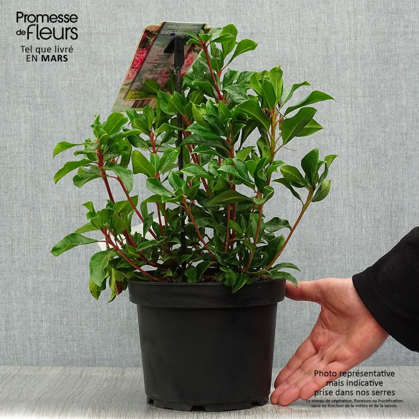 Spécimen de Kalmia latifolia Olympic Fire - Laurier des montagnes  rose vif et blanc Pot de 3L/4L tel que livré au printemps
