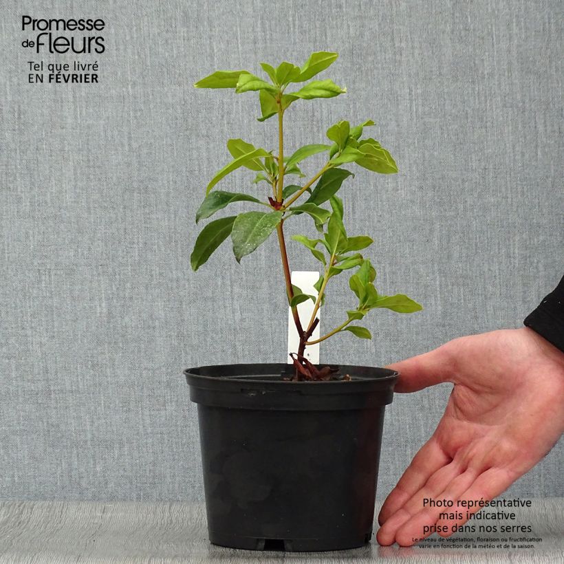 Spécimen de Kalmia latifolia Otsbo Red - Laurier des montagnes rouge et rose vif. Pot de 2L/3L tel que livré en hiver