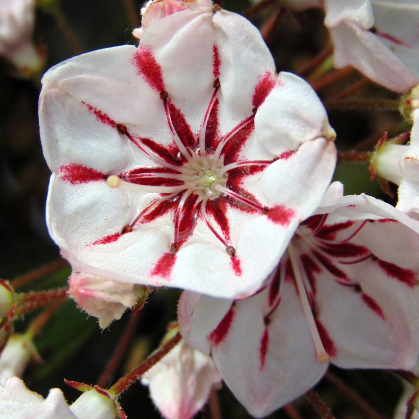Kalmia latifolia You Can - Laurier des montagnes en camaieu de rose (Floraison)