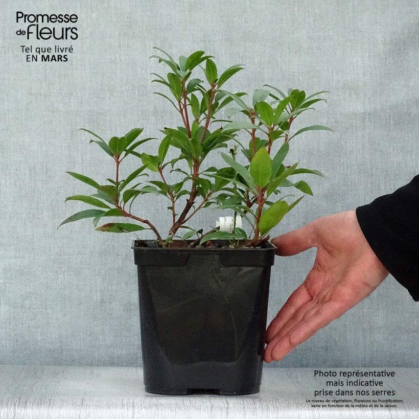 Spécimen de Kalmia latifolia Pinkobello - Laurier des montagnes rose vif  Pot de 3L/4L tel que livré au printemps