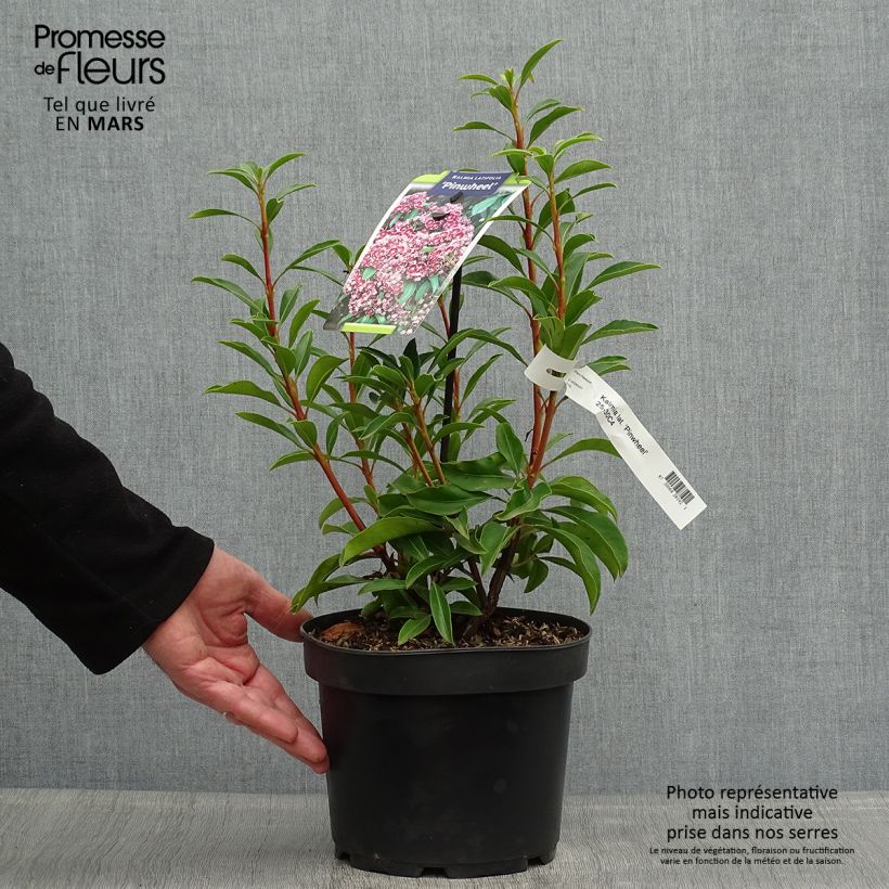 Spécimen de Kalmia latifolia Pinwheel - Laurier des montagnes  Pot de 3L/4L tel que livré au printemps