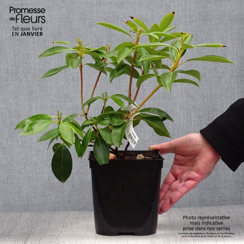 Spécimen de Kalmia latifolia Tad - Laurier des montagnes blanc et chocolat Pot de 3L/4L tel que livré en hiver