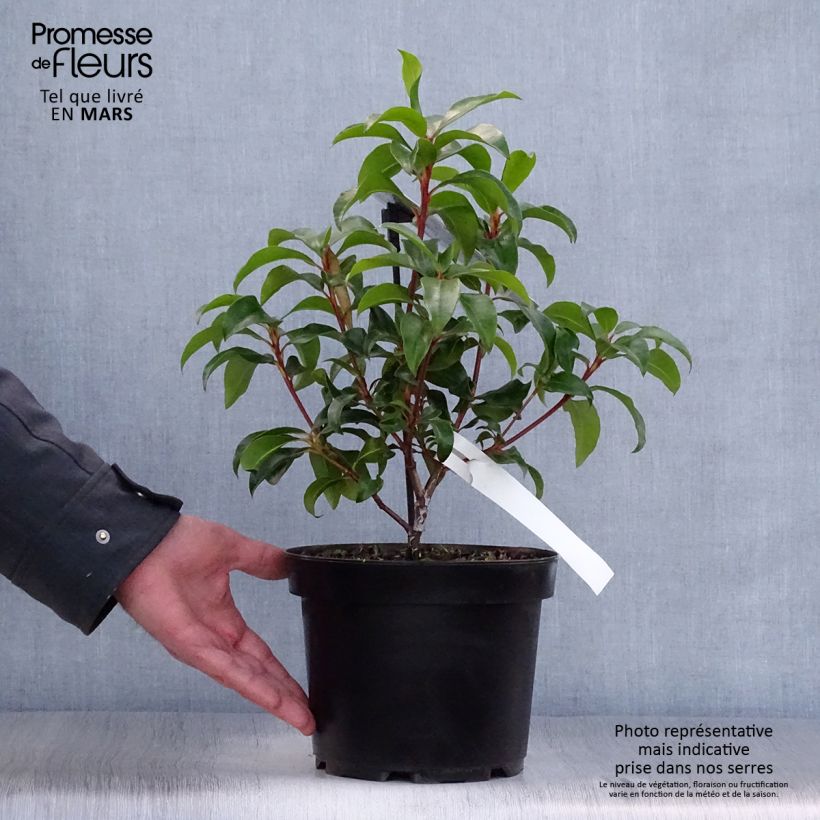 Spécimen de Kalmia latifolia Zébulon - Laurier des montagnes blanc nuancé de rose Pot de 3L/4L tel que livré au printemps