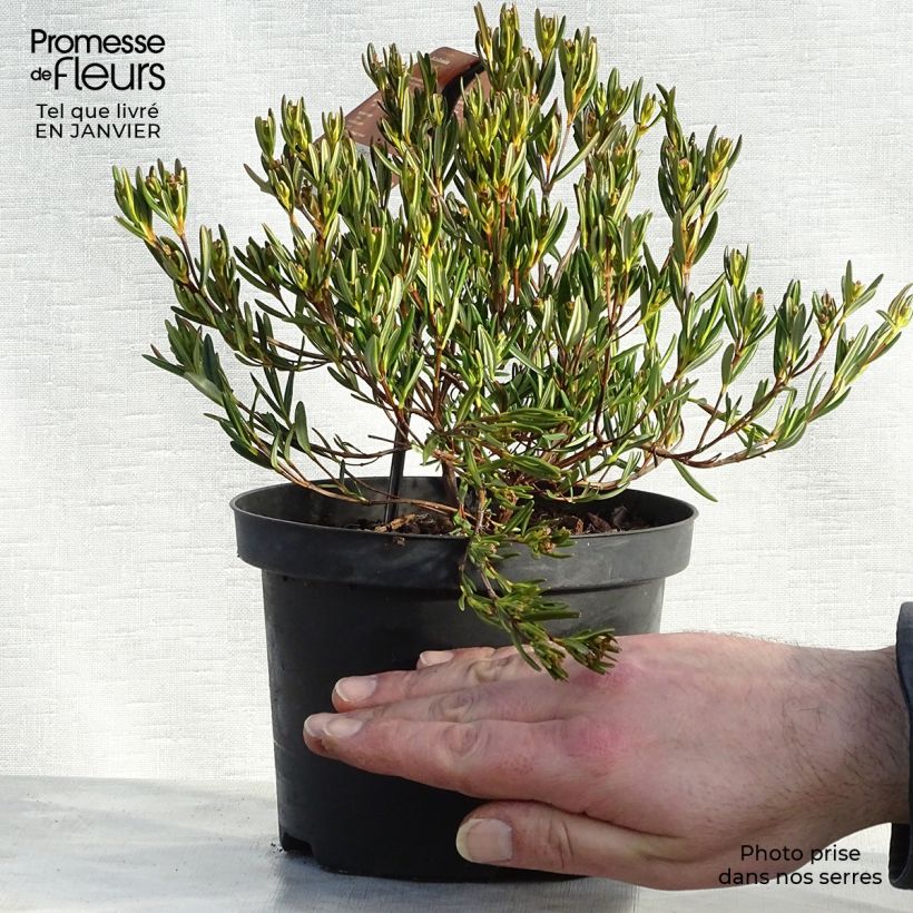 Spécimen de Kalmia polifolia - Laurier des montagnes à feuilles d'andromède Pot de 2L/3L tel que livré en hiver
