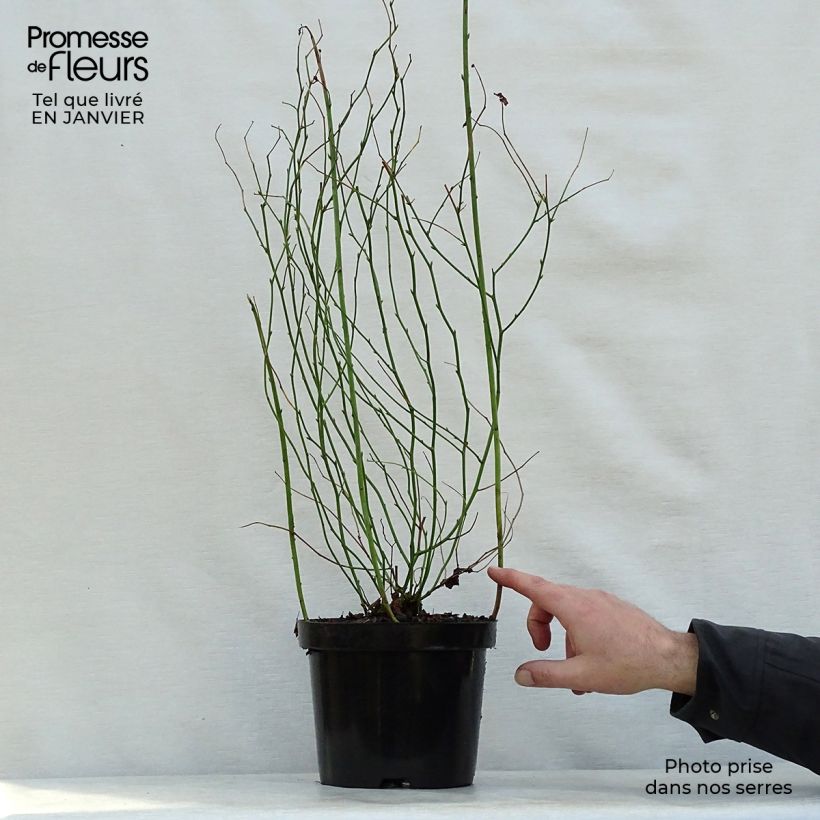 Spécimen de Kerria Japonica 'Pleniflora' Pot de 2L/3L tel que livré en hiver