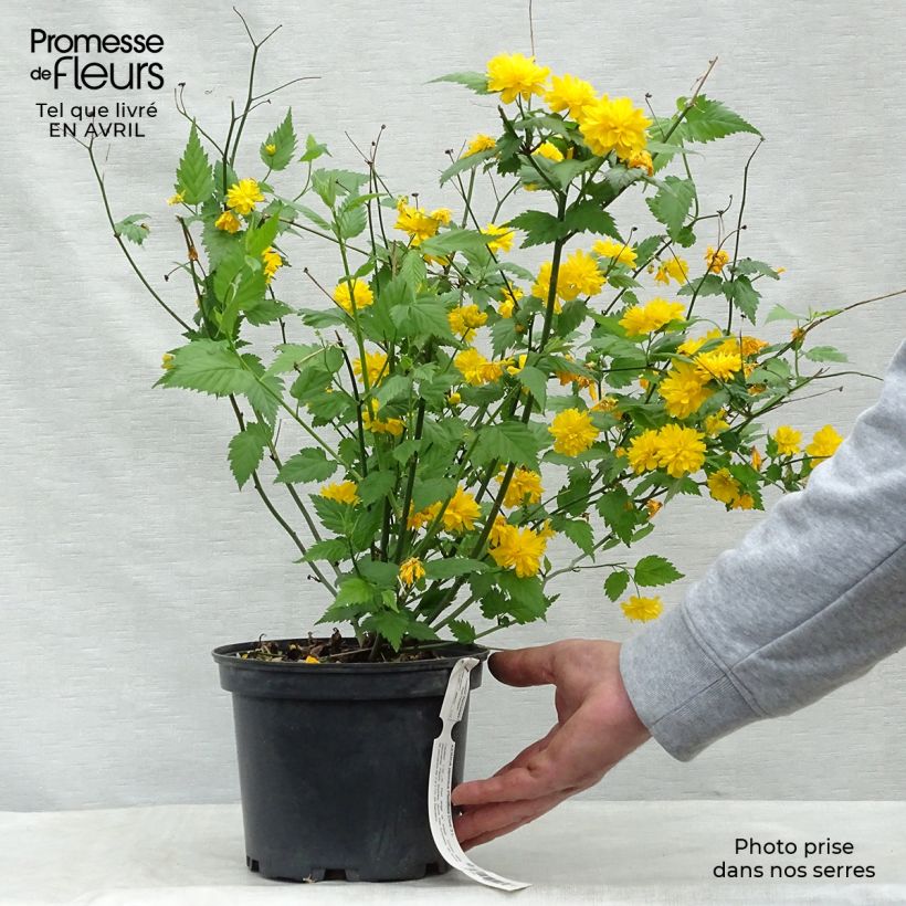 Spécimen de Kerria Japonica 'Pleniflora' Pot de 2L/3L tel que livré au printemps