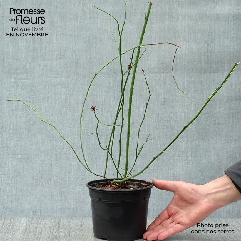 Spécimen de Kerria Japonica 'Pleniflora' Pot de 2L/3L tel que livré en automne