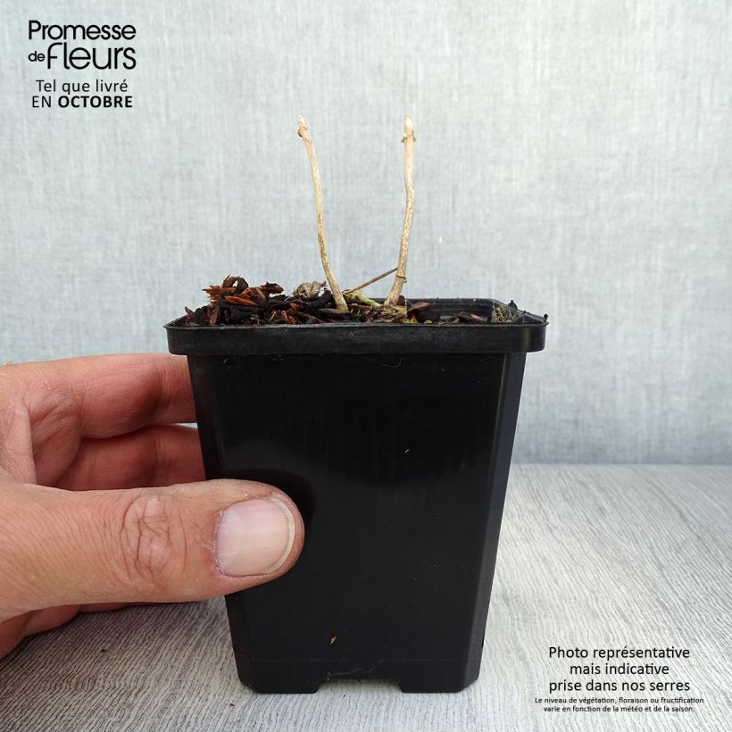 Spécimen de Kirengeshoma palmata Godet de 8/9 cm tel que livré en automne