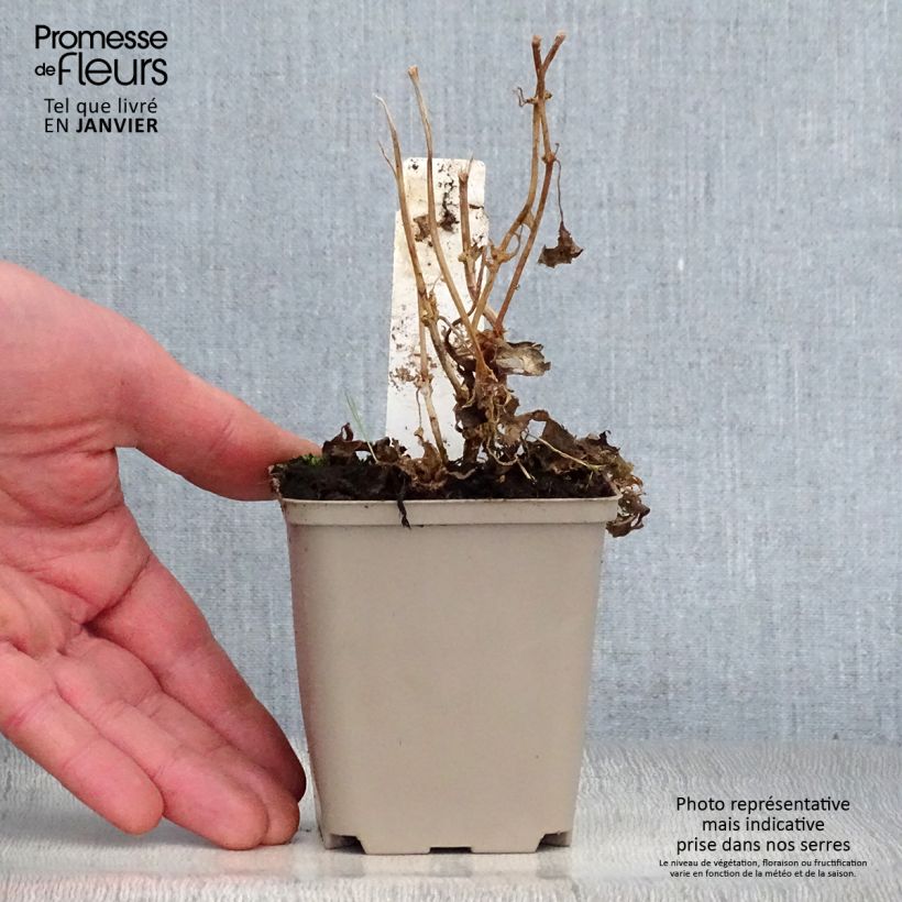 Spécimen de Kirengeshoma palmata Godet de 8/9 cm tel que livré en hiver