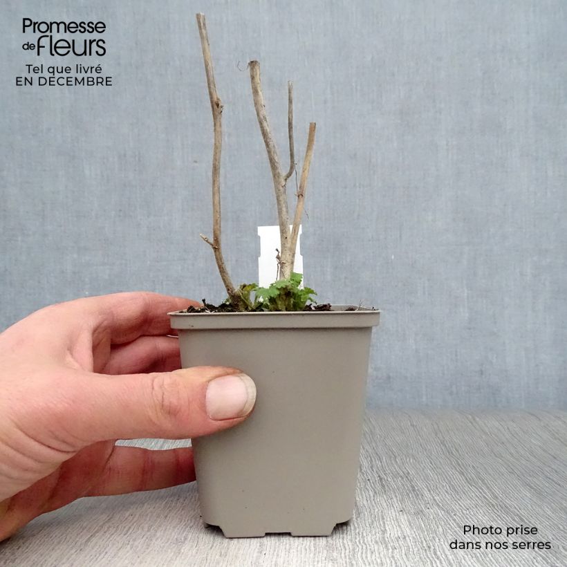 Spécimen de Kitaibelia vitifolia Godet de 8/9 cm tel que livré en hiver