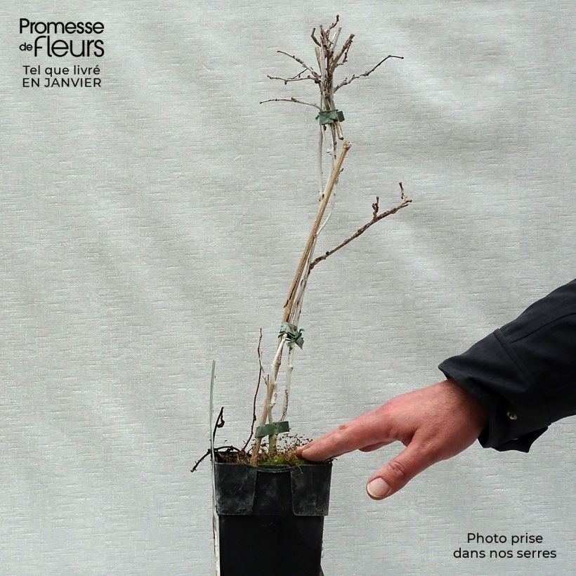 Spécimen de Kiwi arguta Geneva (femelle) - Kiwaï - Actinidia arguta Pot de 1,5L/2L tel que livré en hiver