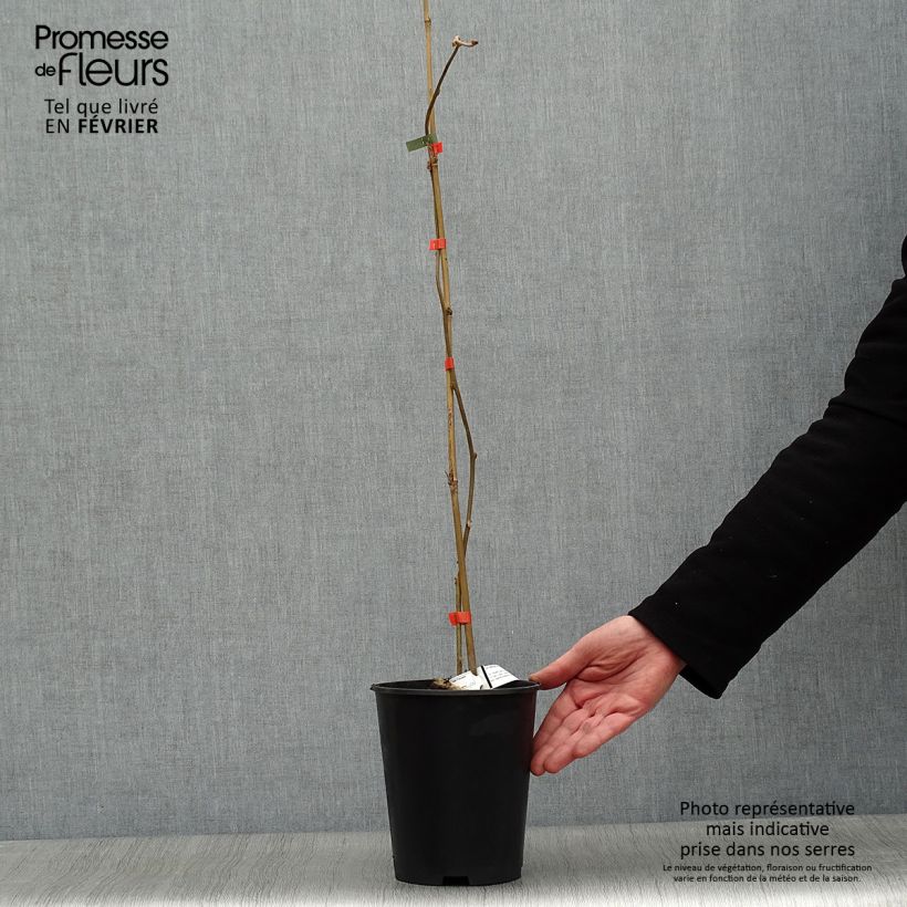 Spécimen de Kiwi - Actinidia deliciosa Kiwi Wonder Pot de 3L/4L tel que livré en hiver