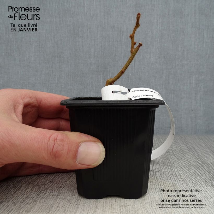 Spécimen de Kiwi - Actinidia deliciosa Kiwidoo Femelle Godet de 8/9 cm tel que livré en hiver