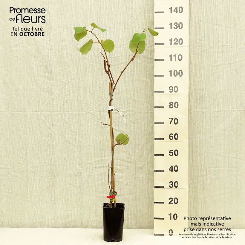 Spécimen de Kiwi - Actinidia deliciosa Kiwidoo Femelle Pot de 2L/3L tel que livré en automne