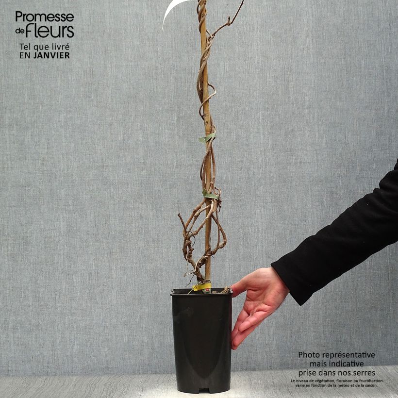 Spécimen de Kiwi - Actinidia deliciosa Kiwidoo Femelle Pot de 2L/3L tel que livré en hiver