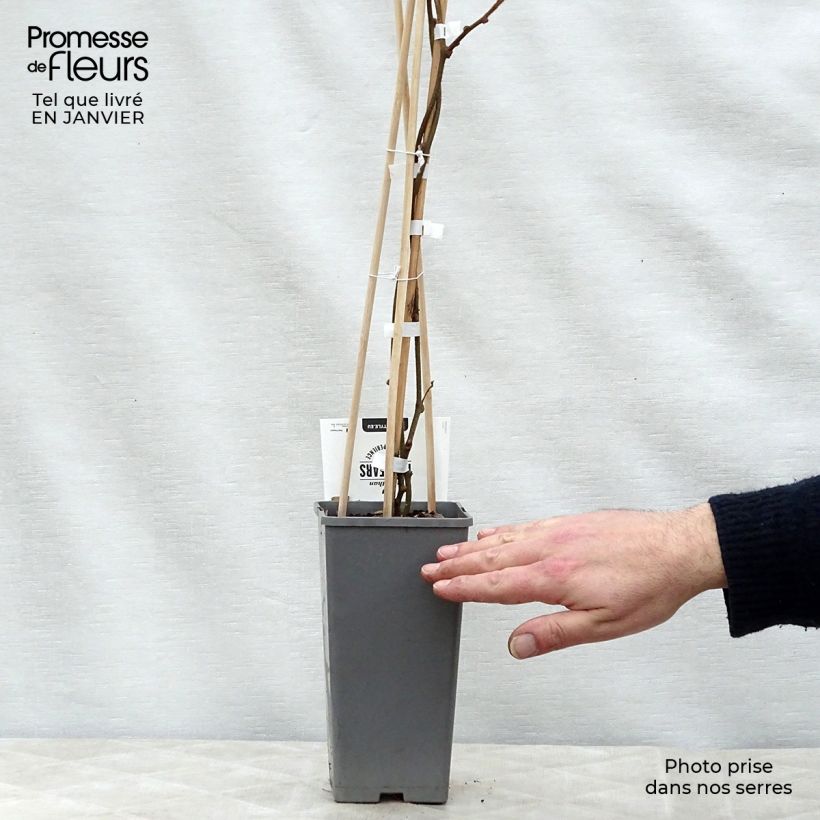 Spécimen de Kiwi Atlas (mâle) - Actinidia deliciosa Pot de 1,5L/2L tel que livré en hiver