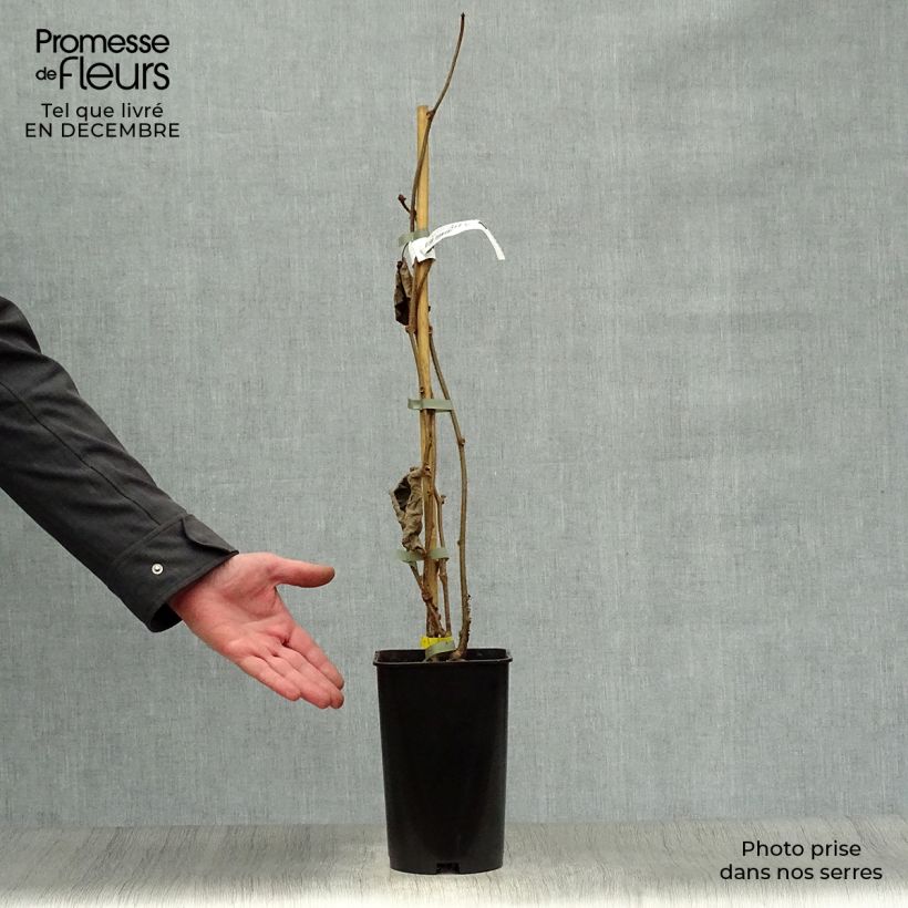 Spécimen de Kiwi Golden Delight (femelle) - Actinidia deliciosa Pot de 2L/3L tel que livré en hiver