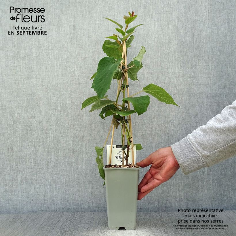 Spécimen de Kiwi Hayward (femelle) - Actinidia deliciosa Pot de 1,5L/2L tel que livré en automne
