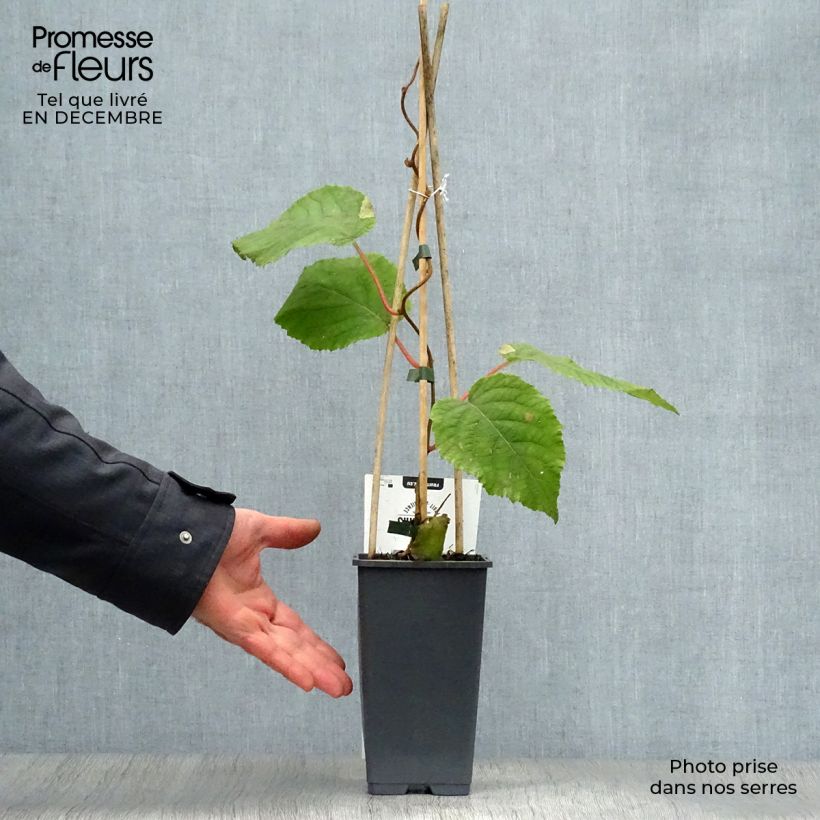 Spécimen de Kiwi Hayward (femelle) - Actinidia deliciosa Pot de 1,5L/2L tel que livré en hiver